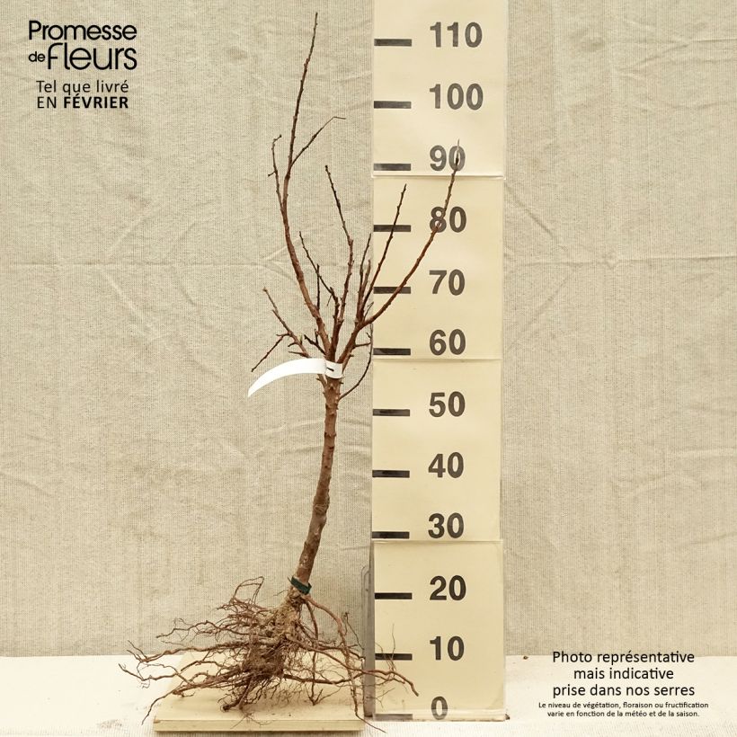 Example of Abricotier Rouge du Roussillon Bio Racines nues, Scion as you get in hiver