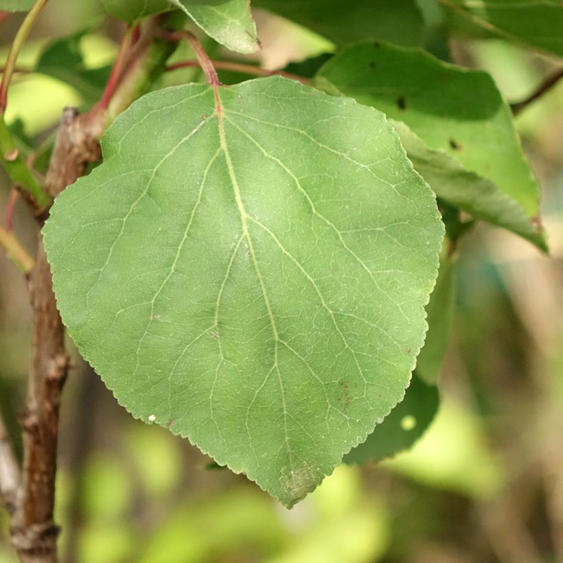 Abricotier Rouge du Roussillon (Foliage)