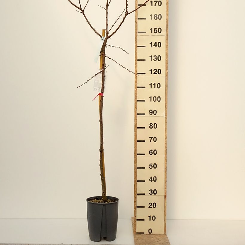Example of Abricotier Rouge du Roussillon Pot de 70L/75L, Tige, Tige 16/18 as you get in hiver