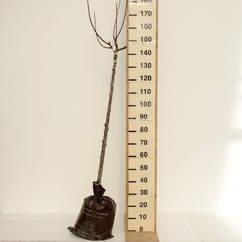 Example of Abricotier Rouge Tardif Delbard - Georges Delbard Motte "Prêt-à-planter", Demi-Tige as you get in printemps