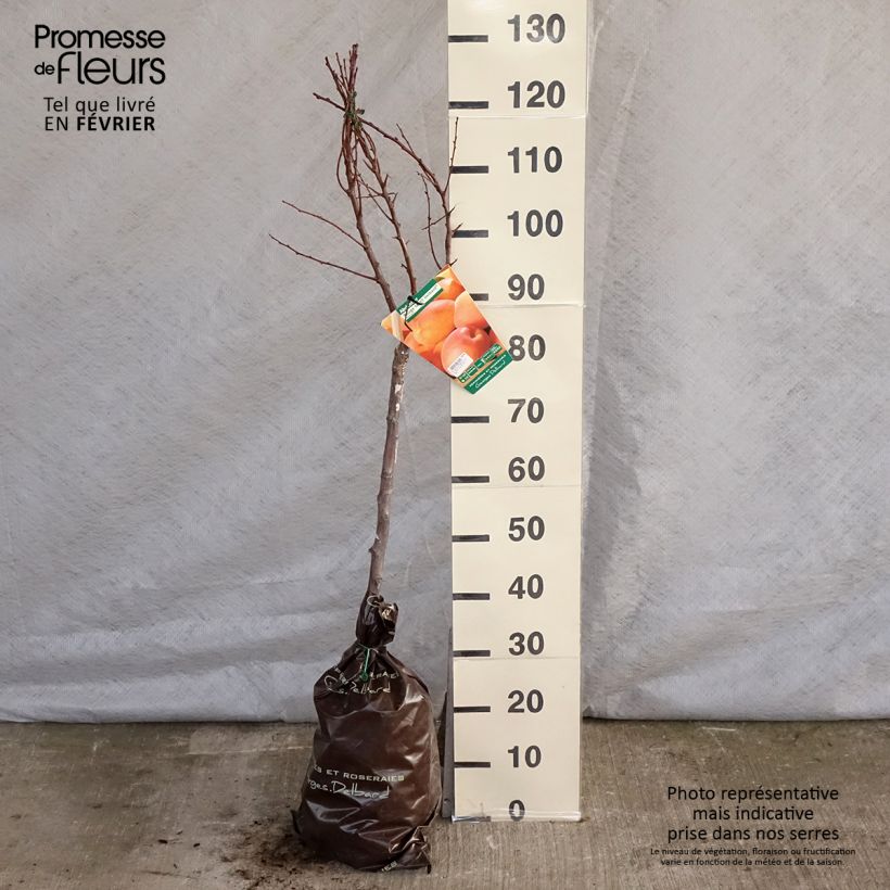 Example of Abricotier Rouge Tardif Delbard - Georges Delbard Motte "Prêt-à-planter", Gobelet as you get in hiver