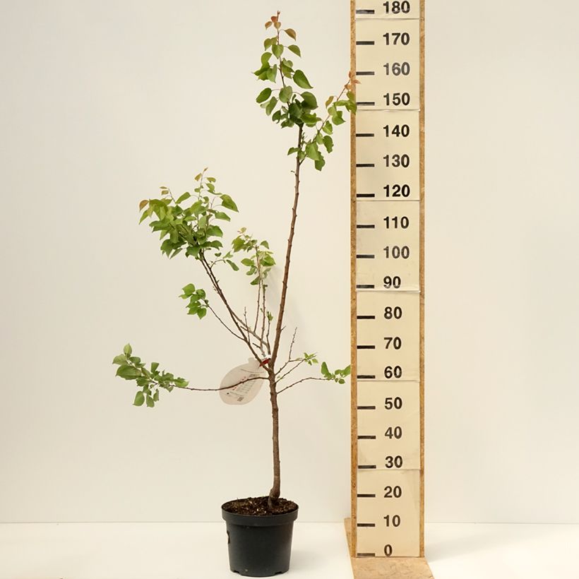 Spécimen de Abricotier Royal Pot de 7,5L/10L, Gobelet tel que livré au printemps