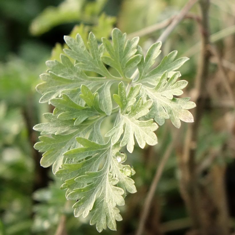 Absinthe - Artemisia absinthium (Feuillage)