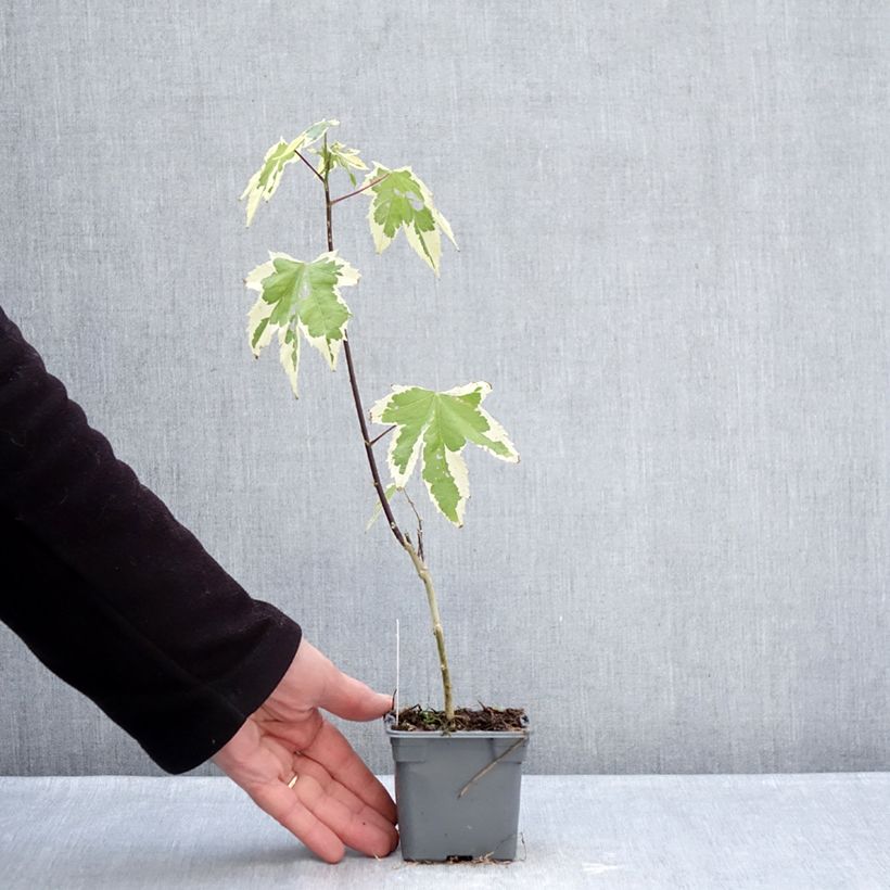 Spécimen de Abutilon Souvenir de Bonn Godet de 8/9 cm tel que livré en hiver