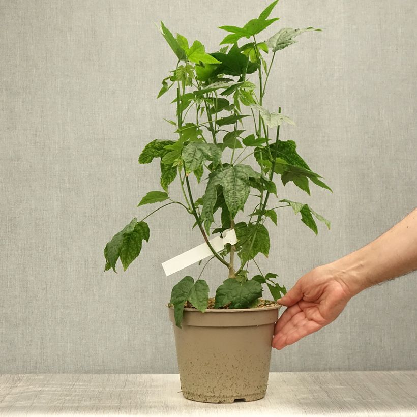 Spécimen de Abutilon striatum Redvein Pot de 3L/4L tel que livré en été