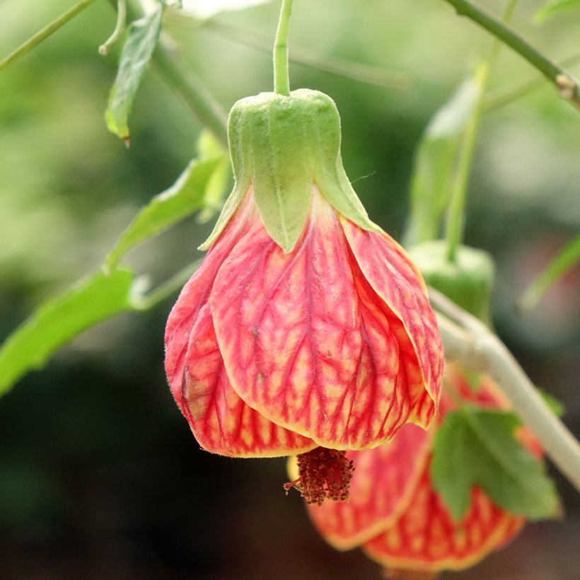 Abutilon striatum Redvein (Floraison)