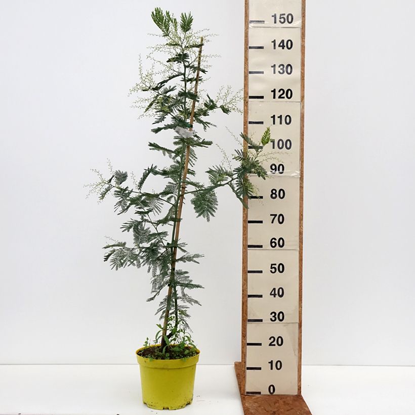 Spécimen de Acacia dealbata Gaulois Astier - Mimosa des fleuristes Pot de 7,5L/10L, Baliveau tel que livré en hiver