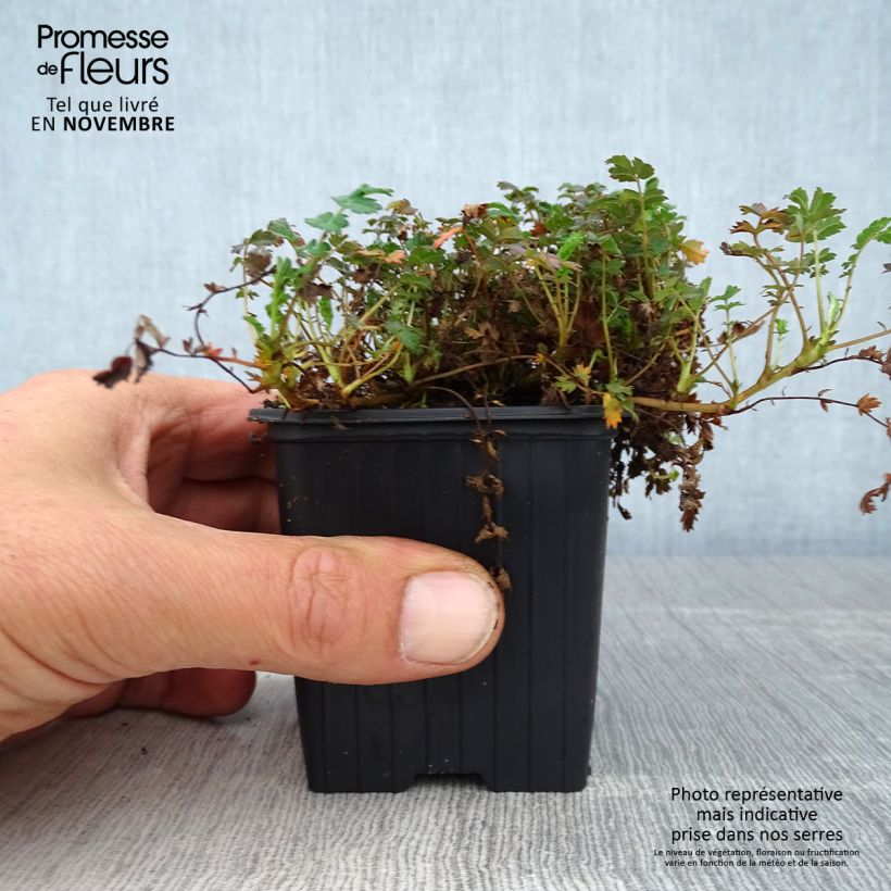 Spécimen de Acaena microphylla Kupferteppich Godet de 8/9 cm tel que livré en automne