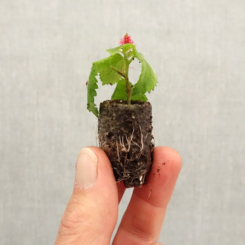 Spécimen de Acalypha pendula Foxie - Acalypha Chenille Mini-motte Ø 1,5/2,5 cm tel que livré au printemps