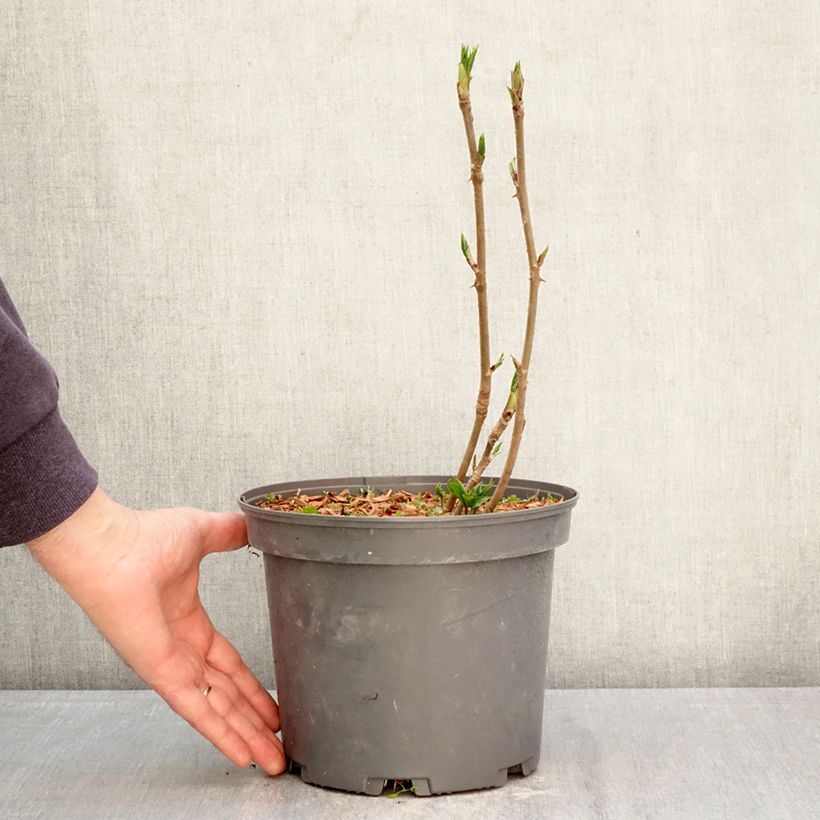 Spécimen de Acanthopanax henryi Nana - Eleutherococcus Pot de 3L/4L tel que livré au printemps