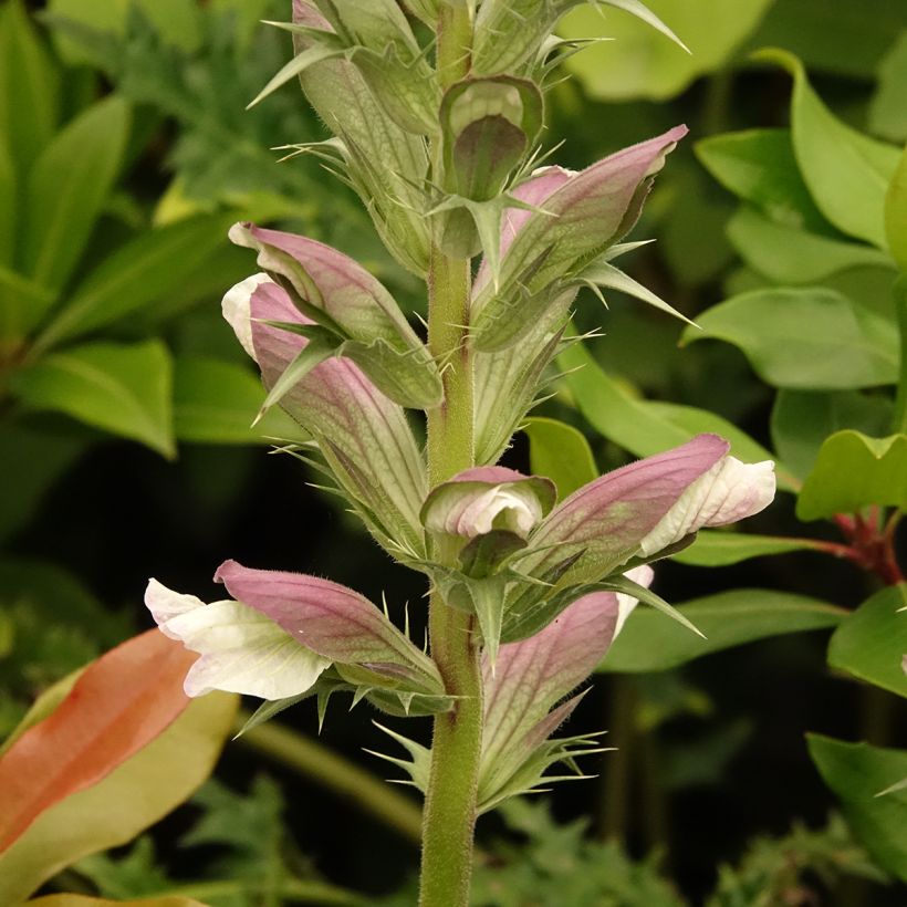 Acanthus hirsutus subsp. syriacus - Acanthe (Floraison)