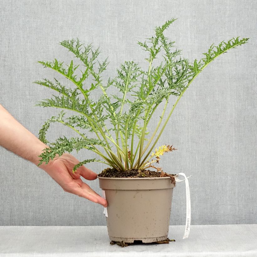 Example of Acanthus hirsutus subsp. syriacus - Acanthe Pot de 4L/5L as you get in printemps