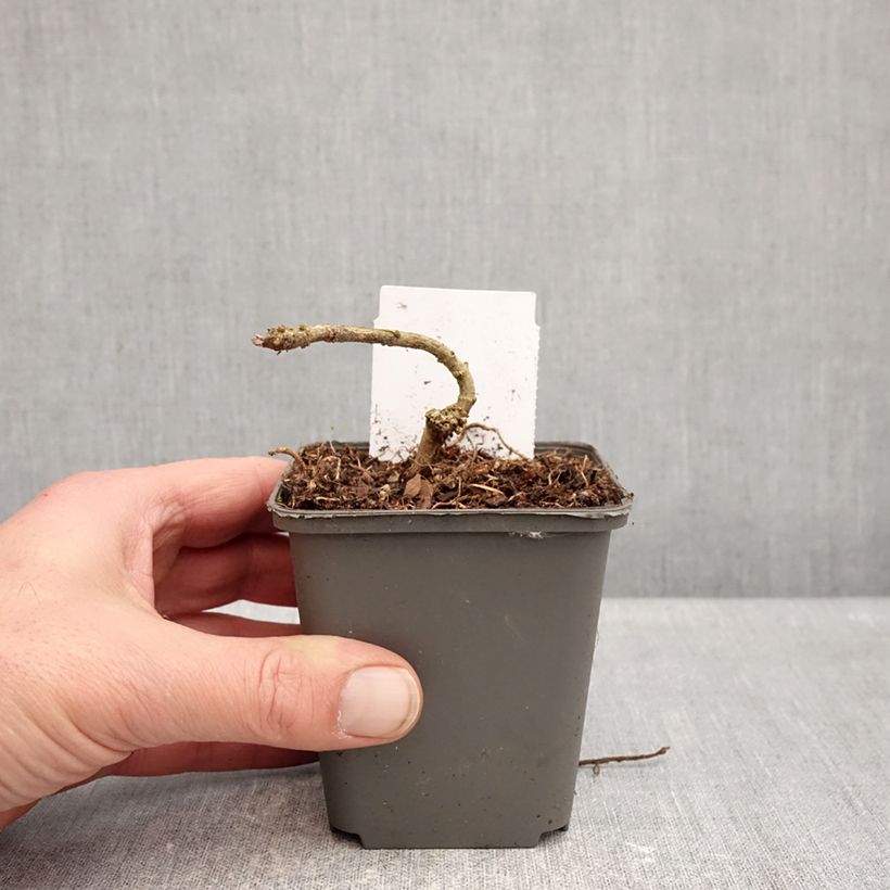 Example of Acanthus sennii - Acanthe Godet de 8/9 cm as you get in hiver