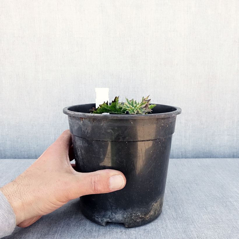 Example of Acanthus Whitewater - Acanthe hybride panachée Pot de 2L/3L as you get in printemps