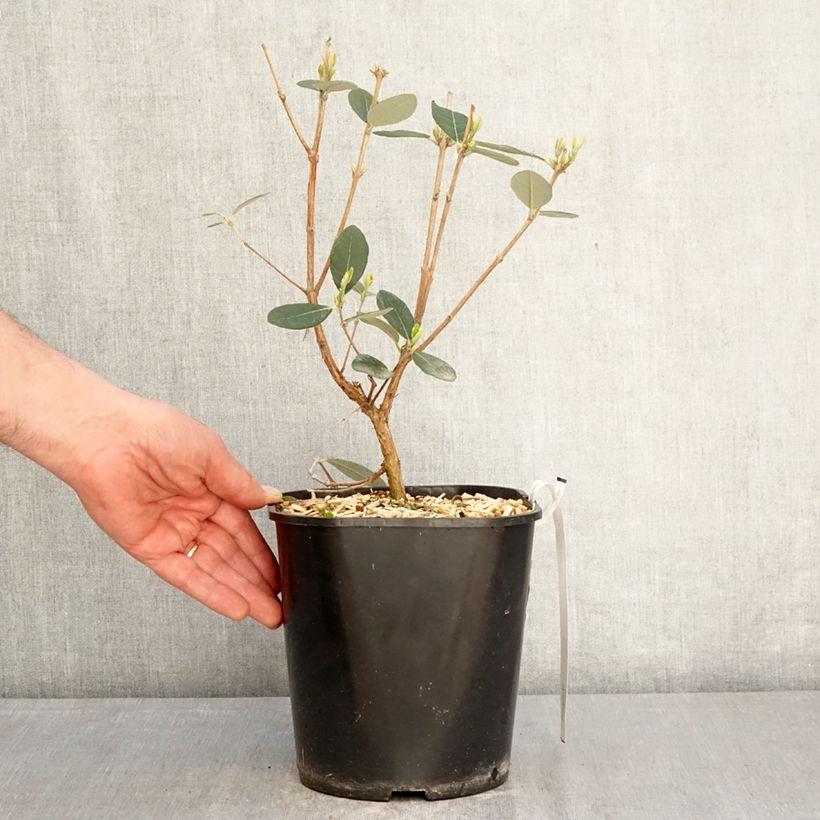 Spécimen de Acca sellowiana Coolidge  - Goyavier du Brésil autofertile Pot de 4L/5L tel que livré au printemps
