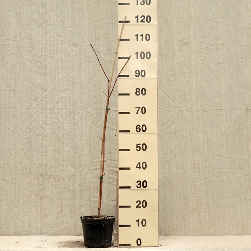 Spécimen de Acer cappadocicum Rubrum - Érable de Colchide rouge Pot de 3L/4L tel que livré au printemps