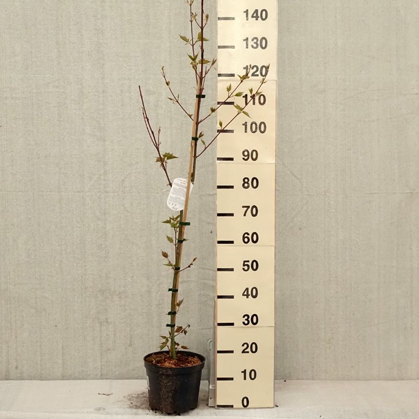 Spécimen de Acer davidii - Érable à peau de serpent Pot de 4L/5L tel que livré au printemps