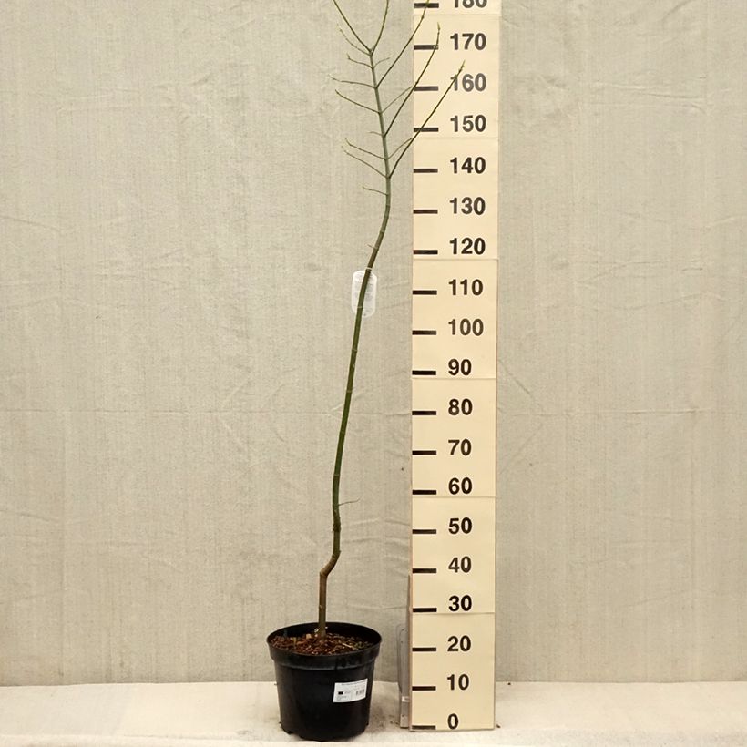 Spécimen de Acer negundo Aureomarginatum - Érable à feuille de frêne Pot de 7,5L/10L tel que livré au printemps