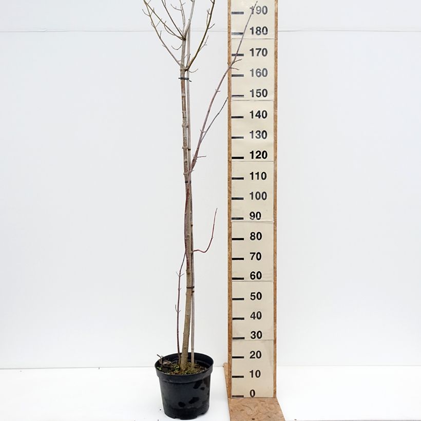 Spécimen de Acer negundo Elegans - Erable à feuille de frêne Pot de 7,5L/10L, Tige tel que livré en automne