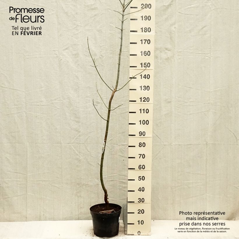 Spécimen de Acer negundo Variegatum - Érable à feuille de frêne panaché Pot de 7,5L/10L tel que livré en hiver