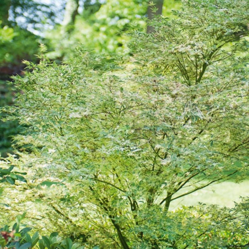 Érable du Japon - Acer palmatum Butterfly (Plant habit)
