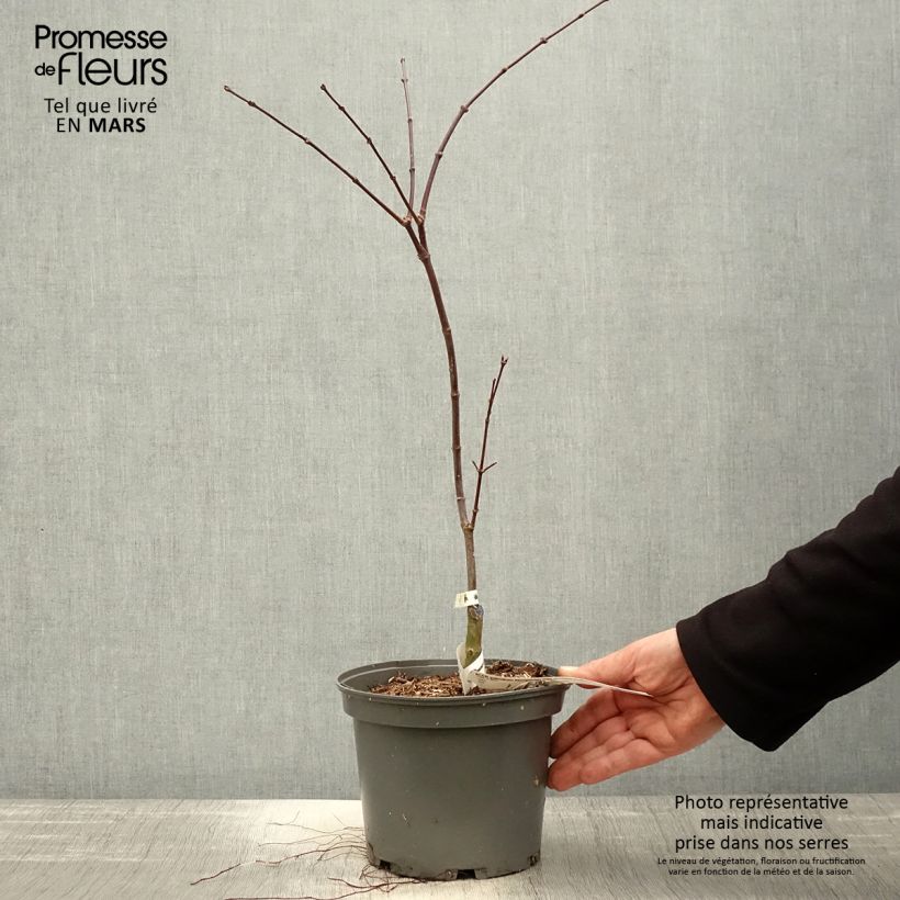 Spécimen de Acer palmatum Dissectum Atropurpureum - Érable du Japon Pot de 3L/4L tel que livré au printemps