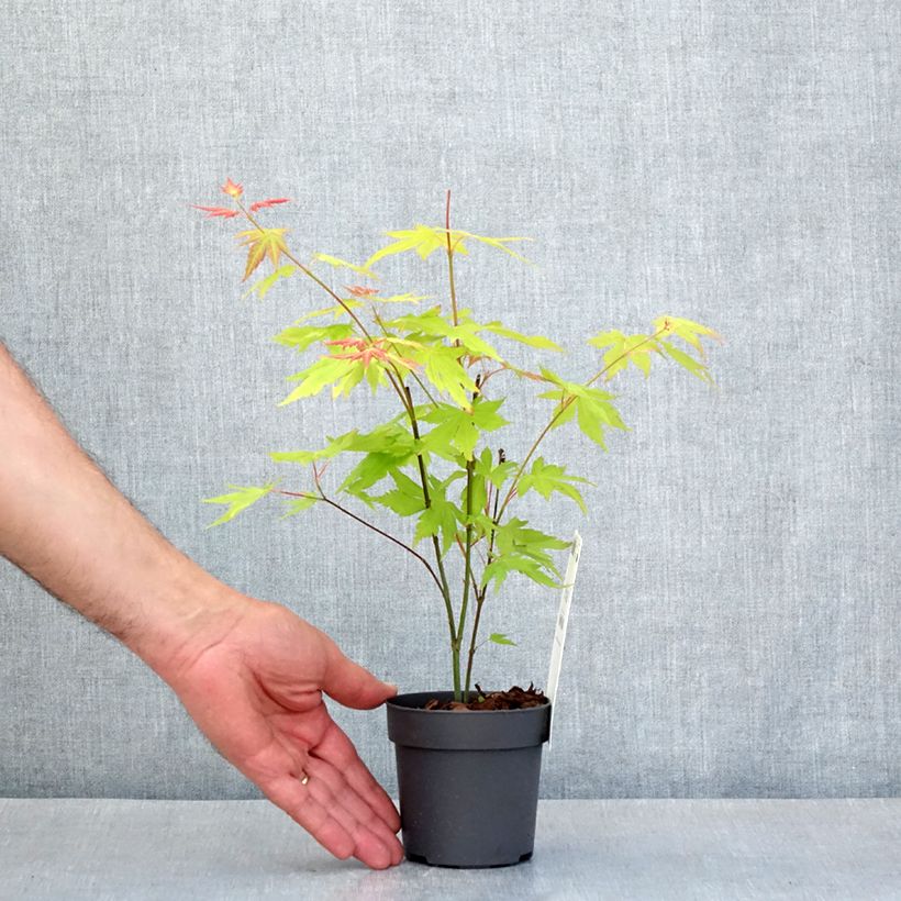 Spécimen de Acer palmatum Orange Dream Godet de 8/9 cm tel que livré au printemps