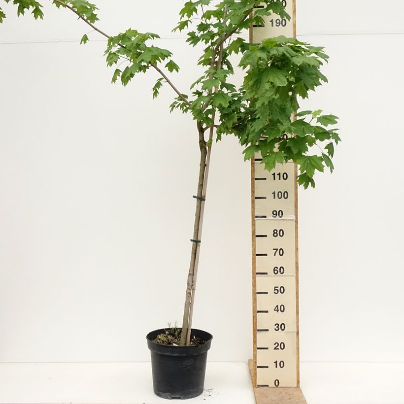 Spécimen de Acer platanoides Maculatum - Erable plane Pot de 12L/15L, Tige tel que livré au printemps