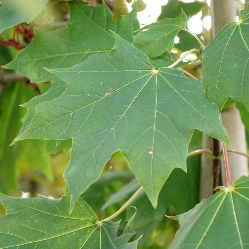 Acer platanoides Maculatum - Erable plane (Feuillage)