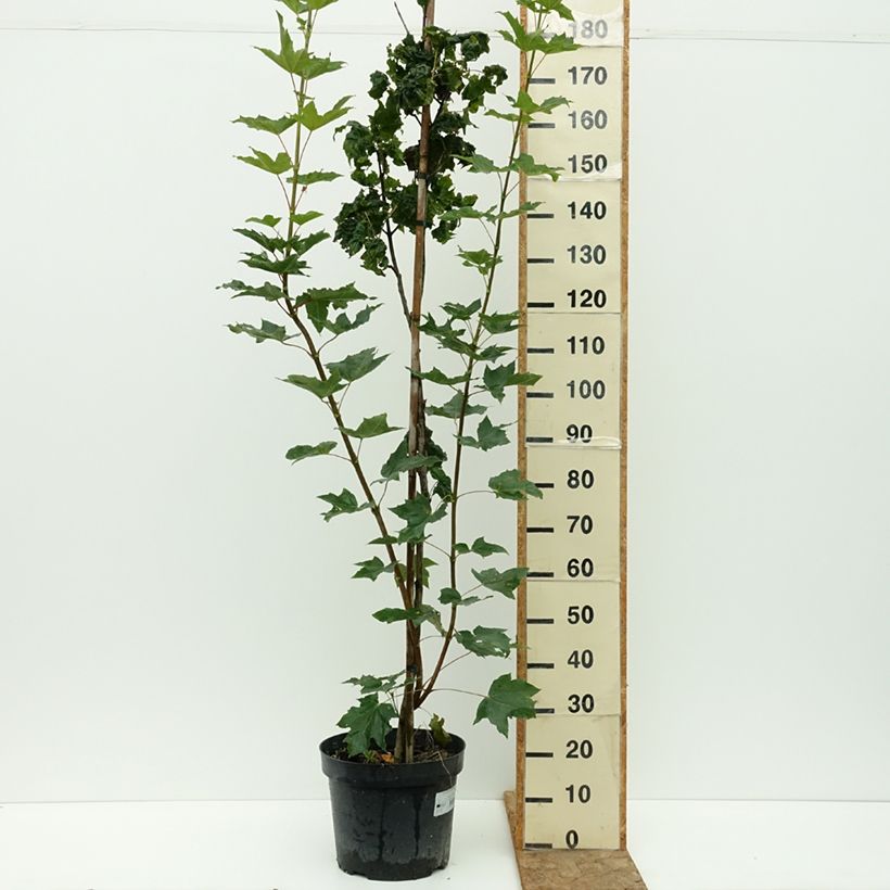 Spécimen de Acer platanoides Marylka - Erable plane BESKID Pot de 12L/15L, Tige tel que livré en été
