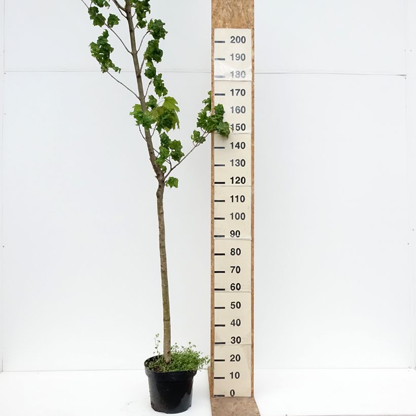 Spécimen de Acer platanoides Marylka - Erable plane BESKID Pot de 12L/15L, Tige tel que livré au printemps