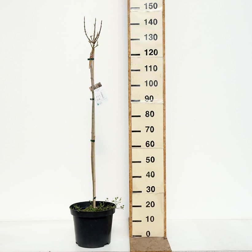 Spécimen de Acer platanoides Novush - Erable plane miniature  Pot de 7,5L/10L, Tige tel que livré au printemps