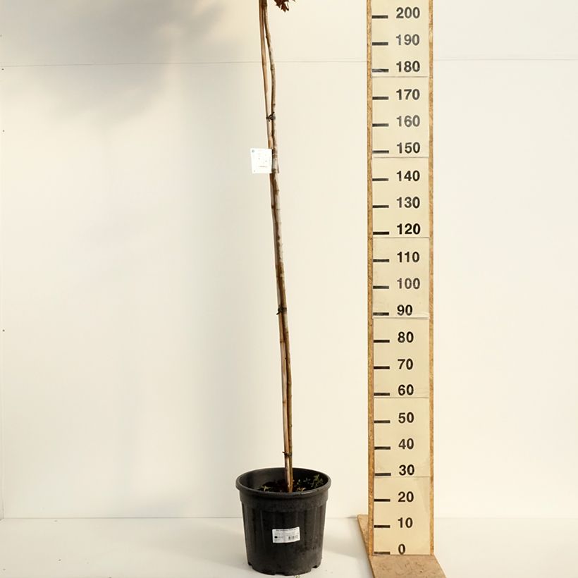 Spécimen de Acer platanoides Purple Globe - Erable plane Pot de 20L/25L, Haute-Tige, Tige de 180 cm tel que livré au printemps
