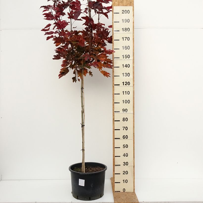 Spécimen de Acer platanoides Purple Globe - Erable plane Pot de 20L/25L, Haute-Tige, Tige de 180 cm tel que livré en automne