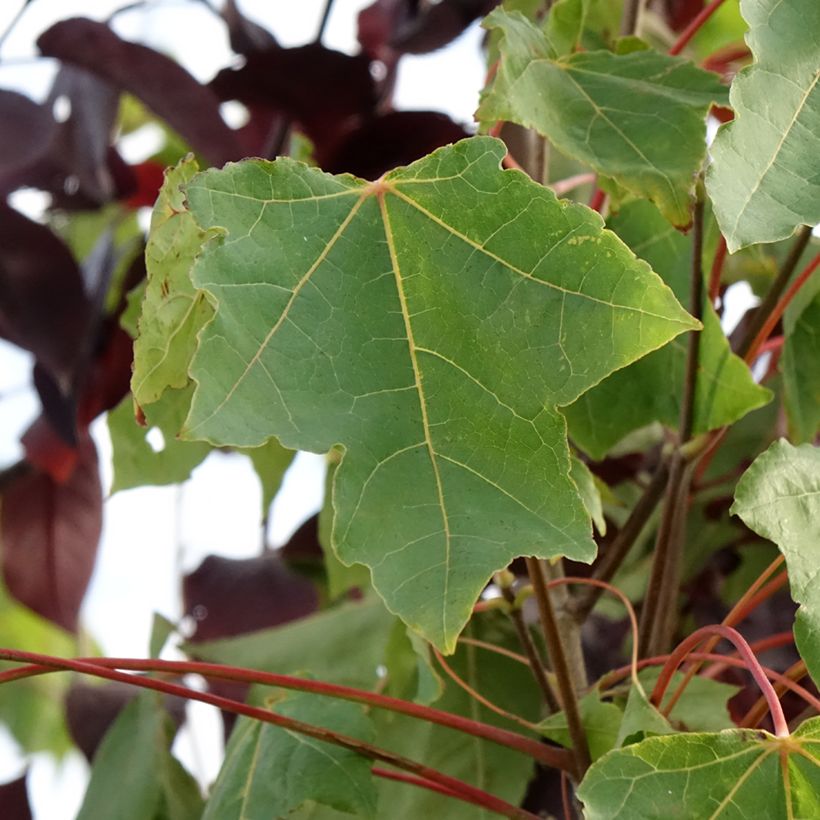 Acer platanoides Stollii - Erable plane (Feuillage)