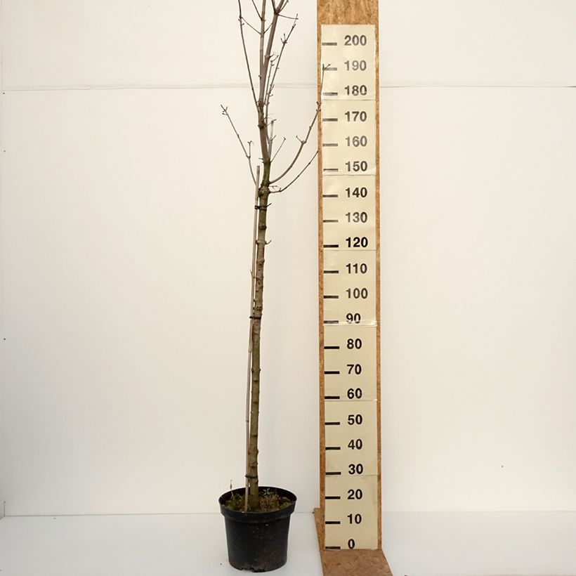 Spécimen de Acer platanoides Stollii - Erable plane Pot de 20L/25L, Tige tel que livré en automne