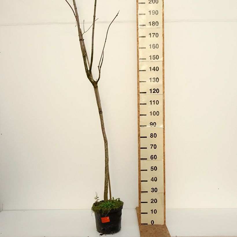 Spécimen de Acer platanoides Tharandt - Erable plane Pot de 12L/15L, Tige tel que livré en automne