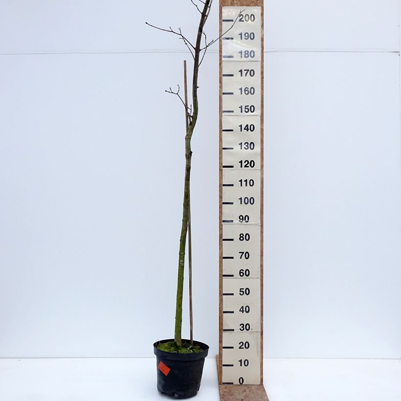Spécimen de Acer platanoides Tharandt - Erable plane Pot de 12L/15L, Tige tel que livré en hiver
