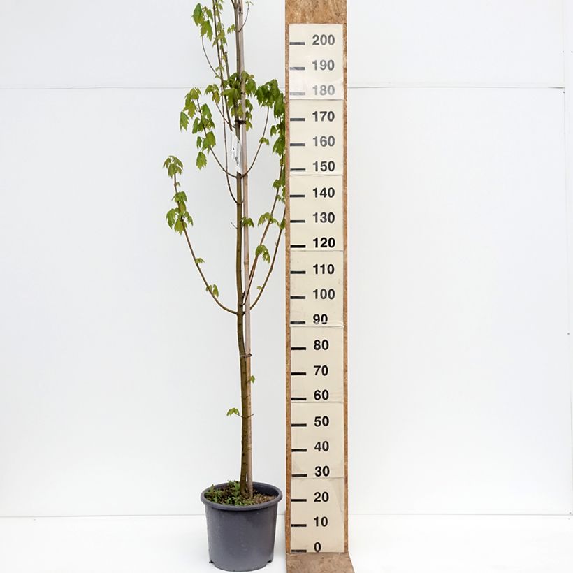Spécimen de Acer rubrum Armstrong - Érable rouge Pot de 12L/15L, Baliveau tel que livré au printemps