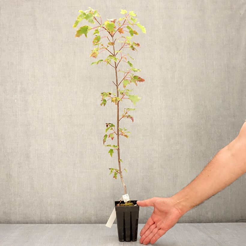 Spécimen de Acer rubrum Armstrong Gold - Erable rouge Pot de 1L/1,5L tel que livré en été