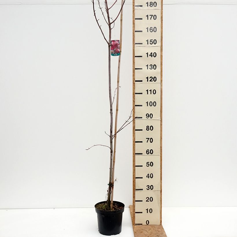 Spécimen de Acer rubrum Somerset - Erable rouge Pot de 7,5L/10L tel que livré en automne