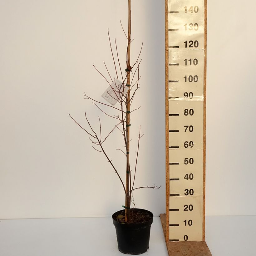 Spécimen de Acer rubrum Sun Valley - Érable rouge Pot de 7,5L/10L, Baliveau tel que livré en automne