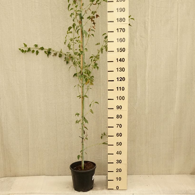 Spécimen de Acer rufinerve Albolibatum - Erable à peau de serpent Pot de 12L/15L tel que livré en été