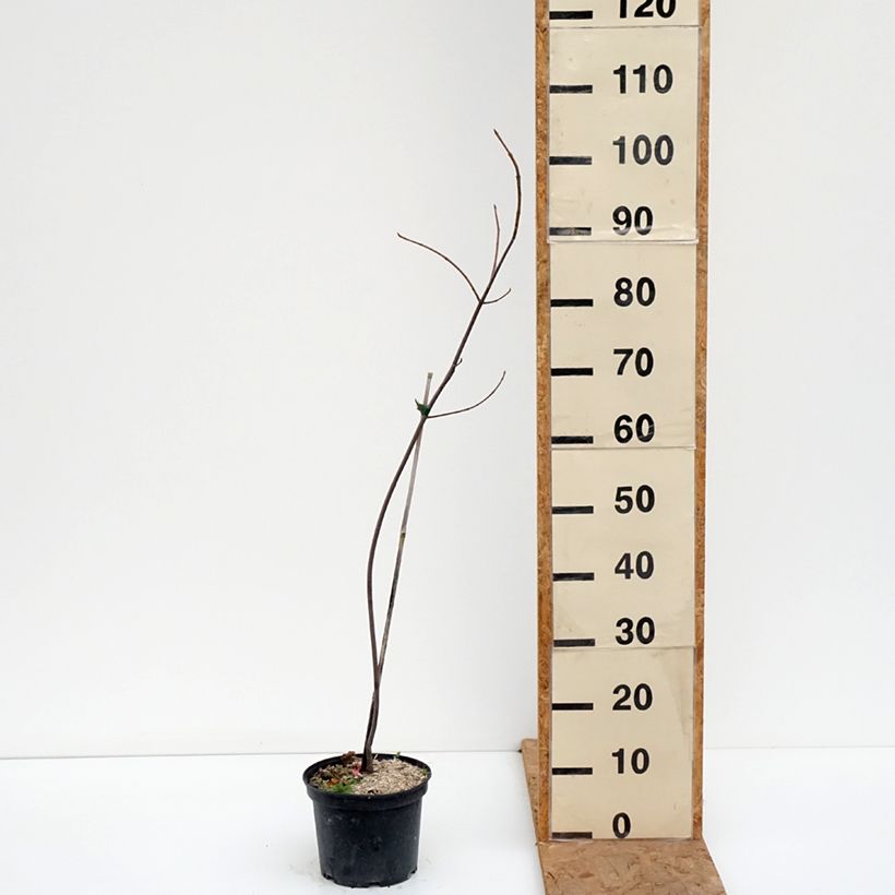 Spécimen de Acer saccharinum Laciniatum Wieri - Érable argenté Pot de 3L/4L tel que livré en automne