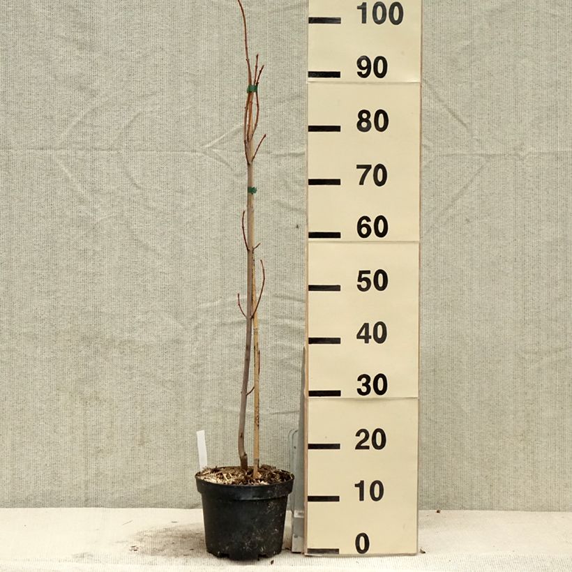 Spécimen de Acer saccharinum Pyramidale - Érable argenté Pot de 3L/4L tel que livré au printemps