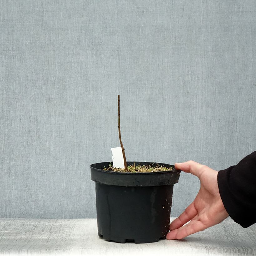 Spécimen de Acer saccharum - Érable à sucre Pot de 3L/4L tel que livré en automne