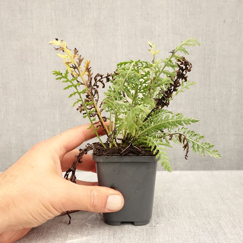 Spécimen de Achillea clypeolata - Achillée Godet de 8/9 cm tel que livré en automne