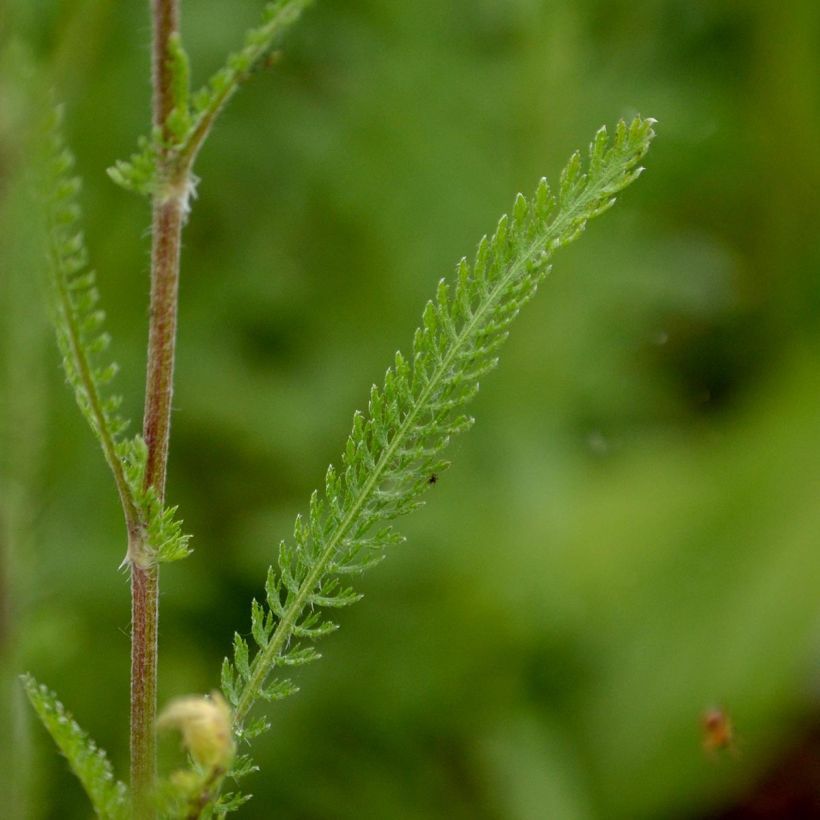 Achillée millefolium Feuerland (Foliage)