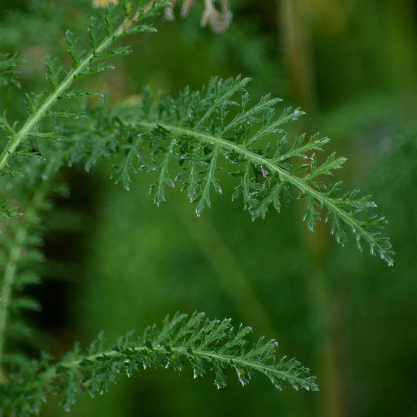 Achillée millefolium Wonderful Wampee (Foliage)