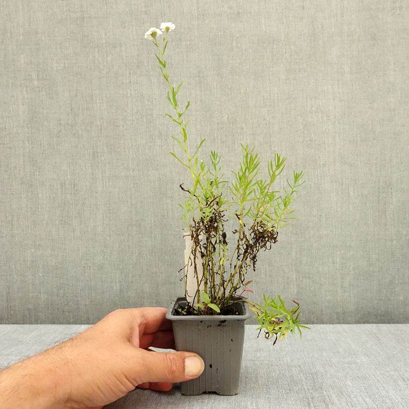 Spécimen de Achillea ptarmica Boule de Neige - Bouton d'argent Godet de 8/9 cm tel que livré en été